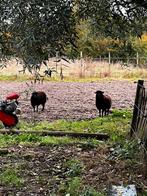 Ouessant ooien, Vrouwelijk, Schaap, 0 tot 2 jaar