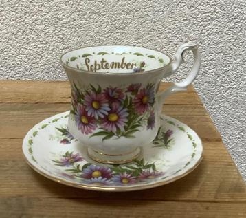 Royal Albert Michaelmas Daisy beschikbaar voor biedingen