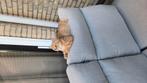Britse korthaar Golden Tabby poesje 6 maanden oud, Dieren en Toebehoren, Katten en Kittens | Raskatten | Korthaar, Poes