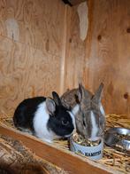 Jonge konijnen, Mannelijk, Klein, 0 tot 2 jaar