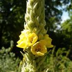 koningskaars (tweede jaar) Verbascum thapsus, Volle zon, Ophalen of Verzenden, Tweejarig, Kruiden