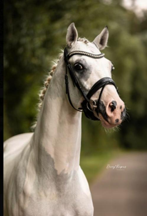 Super mooie NRPS schimmelbonte ruin (vh ggk NRPS), Dieren en Toebehoren, Paarden, Ruin, L, 165 tot 170 cm, 7 tot 10 jaar, Dressuurpaard
