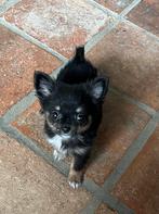Chihuahua x Pomeriaan Pomchi  zeer klein teefje, Teef, 8 tot 15 weken, Nederland, CDV (hondenziekte)