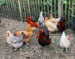 7 hennen te koop, Dieren en Toebehoren, Pluimvee, Vrouwelijk, Kip