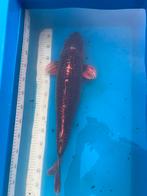 kois 14 stuks vanaf 40€, Karper of Koi