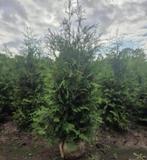 Thuja brabant coniferen, Ophalen of Verzenden, Conifeer, 100 tot 250 cm