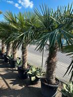 Palmboom/ palmbomen, Tuin en Terras, Bloembollen en Zaden, Ophalen, Gehele jaar, Volle zon, Zaad