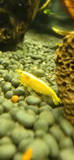 Garnaal Yellow backstripe, Kreeft, Krab of Garnaal