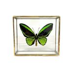 Diverse prachtige vlinders in glazen kistjes te koop!, Ophalen of Verzenden, Nieuw, Insect, Opgezet dier