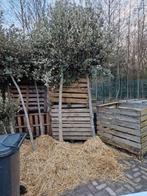 Quercus Ilex - Steeneiken maten 10-12 tot 20-25cm stamomtrek, Tuin en Terras, Bloeit niet, Overige soorten, 100 tot 250 cm, Ophalen