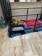Pawhut puppyren, Dieren en Toebehoren, Ophalen, Zo goed als nieuw