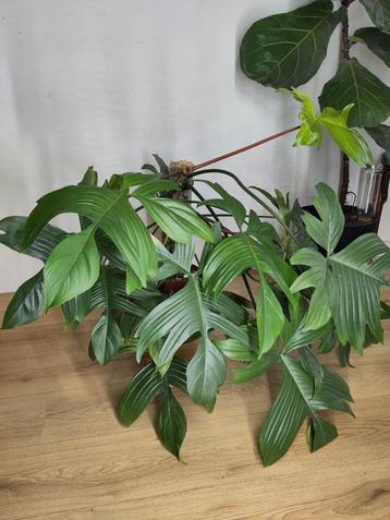 Philodendron Florida Ghost beschikbaar voor biedingen