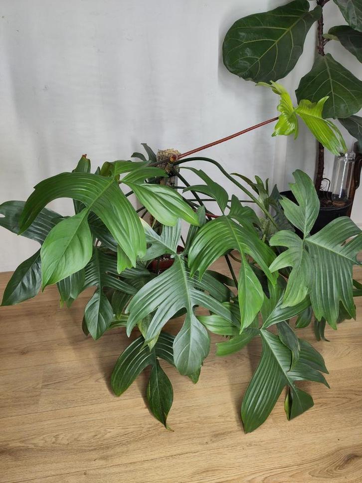 Philodendron Florida Ghost, Huis en Inrichting, Kamerplanten, Minder dan 100 cm, Halfschaduw, Ophalen