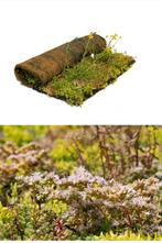 Sedum biodiversiteit matten met plantjes en kruiden, Ophalen of Verzenden, Volle zon