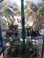 Kamerplanten, Ophalen, 100 tot 150 cm, Overige soorten, Halfschaduw