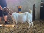 Boergeit., Dieren en Toebehoren, Schapen, Geiten en Varkens, Vrouwelijk, Geit