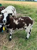 Koppel bonte ooien schapen, Meerdere dieren, Schaap