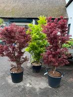 Japanse esdoorn skeeters broom en going green, Tuin en Terras, Planten | Bomen, Ophalen, Bloeit niet, Halfschaduw, Overige soorten