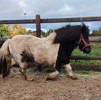 Shetlander merrie, Dieren en Toebehoren, Pony's, Merrie, A pony (tot 1.17m)