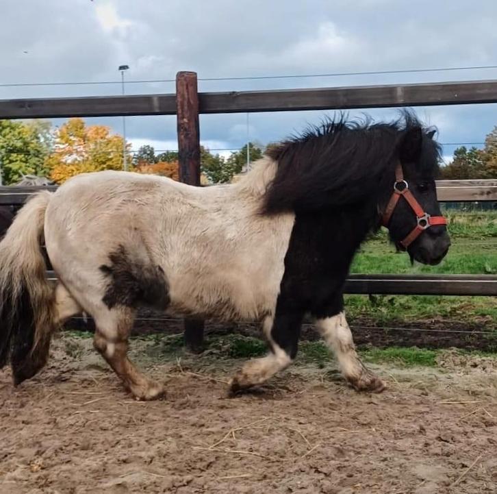 Shetlander merrie, Dieren en Toebehoren, Pony's, Merrie, A pony (tot 1.17m)