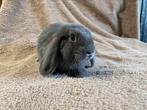 Lieve NHD rammetje, Dieren en Toebehoren, Konijnen, Mannelijk, Dwerg