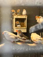 13 zebravinken mannen en poppen, Dieren en Toebehoren, Meerdere dieren, Tropenvogel, Geringd