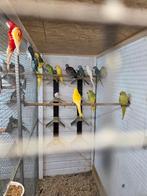 Vele vogels, Meerdere dieren, Kleurkanarie