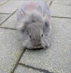 Lief mannetjes konijn 6 weken oud, Dieren en Toebehoren, Konijnen, Mannelijk, Dwerg