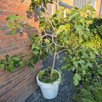 Vijgenboom, Tuin en Terras, Ophalen, Vijgenboom