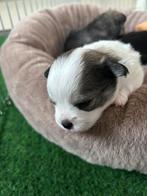 3 practige pomchi pups, Dieren en Toebehoren, Honden | Niet-rashonden, Meerdere, Meerdere dieren, Klein, Nederland