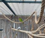Goed huisje gezocht voor pruimkop parkiet pop, Dieren en Toebehoren, Vrouwelijk, Parkiet