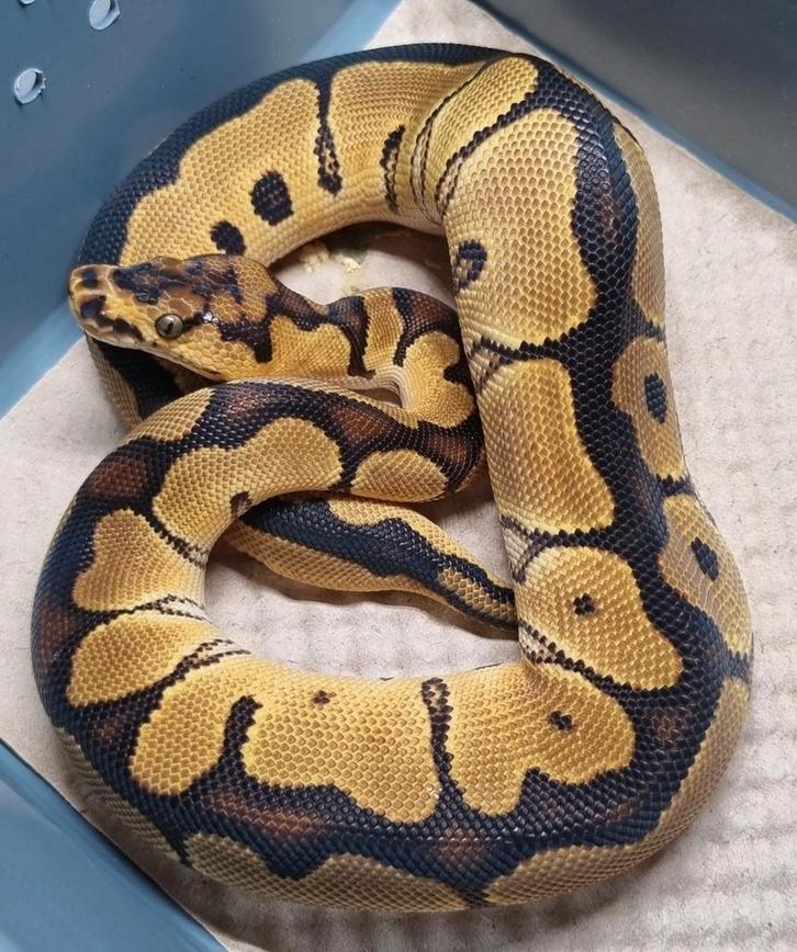 Clown konings python. Ball Python - male for sale from R.O