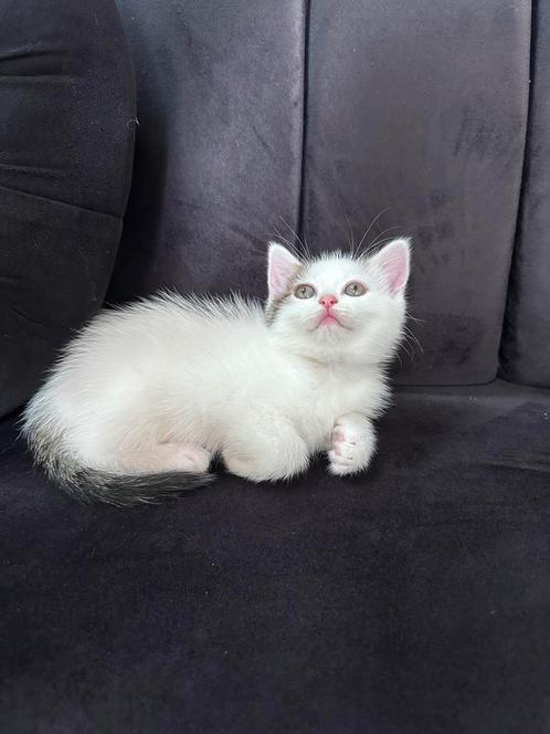 mooie katten, Dieren en Toebehoren, Katten en Kittens | Overige Katten, Poes
