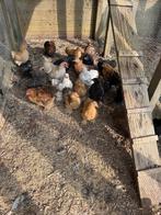 Cochinkriel, Dieren en Toebehoren, Pluimvee, Meerdere dieren, Kip