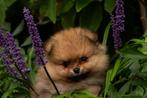 Raszuivere pomeranian/pomeriaan pups te koop nog 1 reutje, Dieren en Toebehoren, Honden | Poolhonden, Keeshonden en Oertypen, 8 tot 15 weken