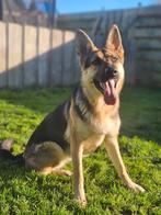 Kyra is opzoek naar een actief gezin, Dieren en Toebehoren, CDV (hondenziekte), 1 tot 2 jaar, Teef, Groot