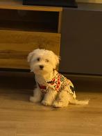 Lily, Female white Bichon Maltese, 6months old, Particulier, 15 weken tot 1 jaar, Buitenland, Teef