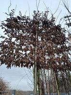 carpinus lei, Leiboom, Halfschaduw, Lente, 400 cm of meer