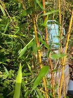 Bamboe met kluit ruim 2 mtr hoog, Bamboe, Struik, Ophalen, 100 tot 250 cm