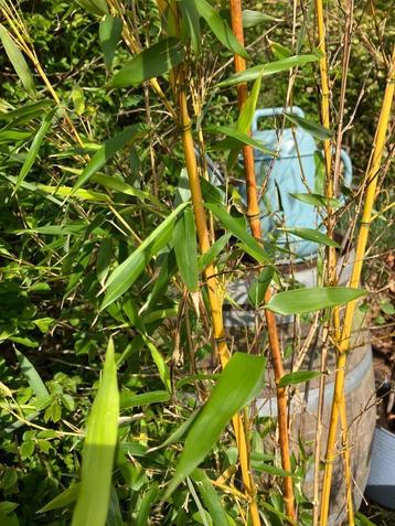 Bamboe met kluit ruim 2 mtr hoog