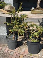 Taxus Baccata, Tuin en Terras, Planten | Bomen, Ophalen, Bloeit niet, Halfschaduw, Overige soorten