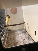 Kanarie man, Dieren en Toebehoren, Vogels | Kanaries, Mannelijk, Kleurkanarie