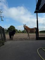 Stalling gezocht voor twee ponys omgeving Zeist., Dieren en Toebehoren, Stalling en Weidegang, Stalling