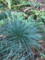 Verschillende siergrassen, Tuin en Terras, Planten | Tuinplanten, Ophalen of Verzenden, Siergrassen, Volle zon