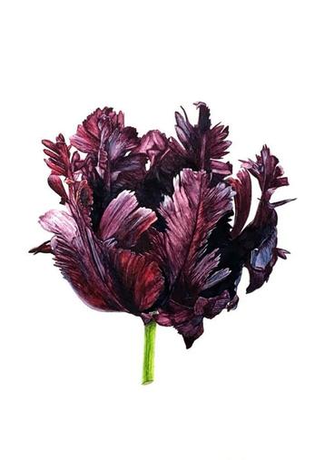 Aquarel tulipa ‘Black Parrot’ beschikbaar voor biedingen