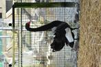Zwarte zwanen | Koppels te koop | Losse dieren te koop, Meerdere dieren, Gans of Zwaan