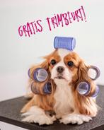 Modelhond gezocht voor eindexamen!, Dieren en Toebehoren, Ophalen, Nieuw