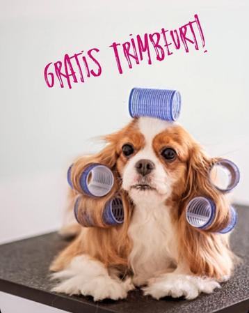 Modelhond gezocht voor eindexamen! beschikbaar voor biedingen