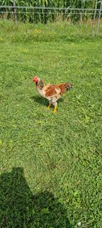 Wyandotte x isa brown haan, Dieren en Toebehoren, Pluimvee, Mannelijk, Kip