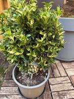 Euonymus japonicus PALOMA BLANCA, Tuin en Terras, Ophalen, Overige soorten, Minder dan 100 cm